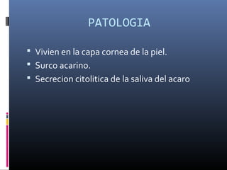 PATOLOGIA
 Vivien en la capa cornea de la piel.
 Surco acarino.
 Secrecion citolitica de la saliva del acaro
 