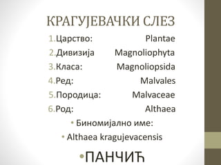 Шарени твор | PPT