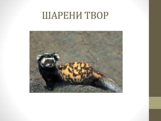 Шарени твор | PPT