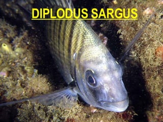 DIPLODUS SARGUS 