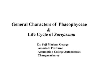 General Characters of Phaeophyceae
&
Life Cycle of Sargassum
Dr. Saji Mariam George
Associate Professor
Assumption College Autonomous
Changanacherry
 