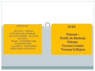 REPTILES
IGUANA - NEGRA
CTENOSAURA SIMILIS
IGUANA VERDE - IGUANA
IGUANA
BOAS - CONSTRICTOR
CONSTRICTOR
LAGARTO - OJIGORDO
CROCODILUS FUSCUS
AVES
Paisana -
Perdiz de Rastrojo
Paloma
Torcaza Común
Torcaza Collajera
 
