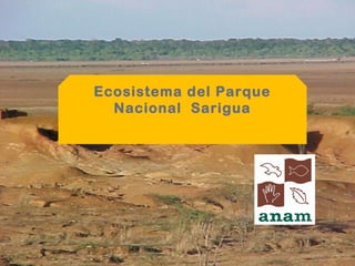 Ecosistema del Parque
Nacional Sarigua
 