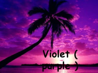 Violet (
purple )
 
