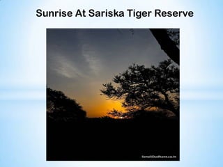 Sunrise At Sariska Tiger Reserve
 
