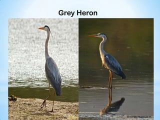 Grey Heron
 
