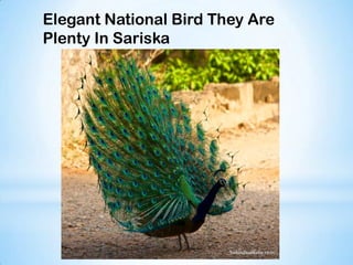 Elegant National Bird They Are
Plenty In Sariska
 