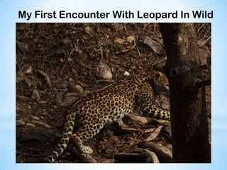 My First Encounter With Leopard In Wild
 