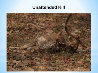 Unattended Kill
 