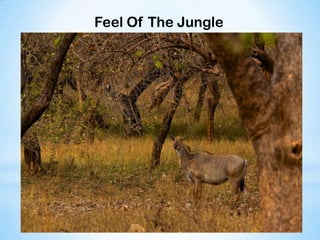 Feel Of The Jungle
 