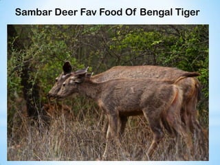 Sambar Deer Fav Food Of Bengal Tiger
 