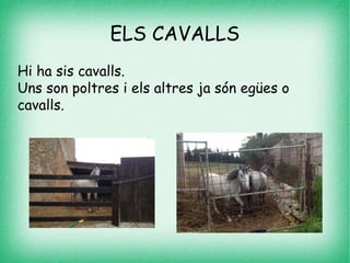 ELS CAVALLS
Hi ha sis cavalls.
Uns son poltres i els altres ja són egües o
cavalls.
 