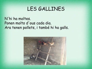 LES GALLINES
N'hi ha moltes.
Ponen molts d'ous cada dia.
Ara tenen pollets, i també hi ha galls.
 