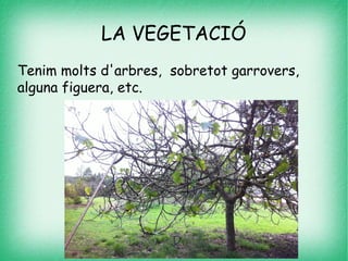 LA VEGETACIÓ
Tenim molts d'arbres, sobretot garrovers,
alguna figuera, etc.
 