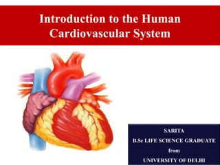 Introduction to the Human
Cardiovascular System
SARITA
B.Sc LIFE SCIENCE GRADUATE
from
UNIVERSITY OF DELHI
 