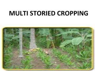 MULTI STORIED CROPPING
 