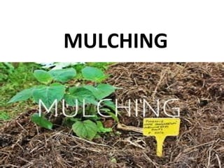 MULCHING
 
