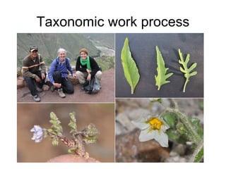 Taxonomy & food security