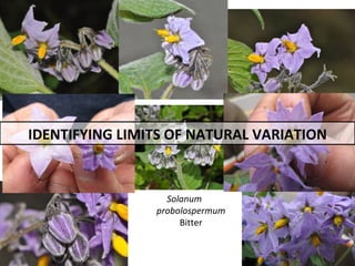 Taxonomy & food security