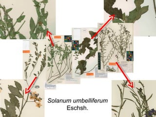 Taxonomy & food security