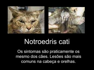 Notroedris cati Os sintomas são praticamente os mesmo dos cães. Lesões são mais comuns na cabeça e orelhas. 