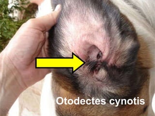 Otodectes cynotis 