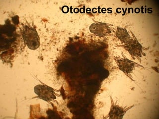 Otodectes cynotis 