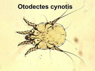 Otodectes cynotis 