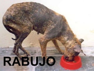 RABUJO 