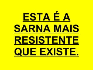 ESTA É A SARNA MAIS RESISTENTE QUE EXISTE. 