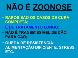 NÃO É  ZOONOSE RAROS SÃO OS CASOS DE CURA COMPLETA;   É DE TRATAMENTO LONGO;   NÃO É TRANSMISSÍVEL DE CÃO PARA CÃO; QUEDA DE RESISTÊNCIA :   ALIMENTAÇÃO DIFICIENTE, STRESS , ETC. 