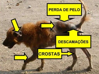 PERDA DE PELO DESCAMAÇÕES CROSTAS  