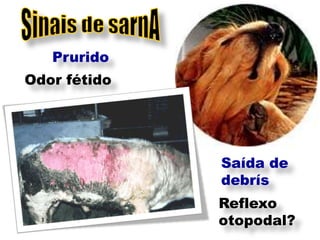 Prurido
Odor fétido




              Saída de
              debrís
              Reflexo
              otopodal?
 