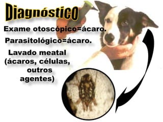 Exame otoscópico=ácaro.
Parasitológico=ácaro.
 Lavado meatal
(ácaros, células,
     outros
    agentes)
 
