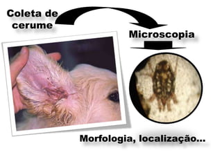Coleta de
 cerume
                      Microscopia




            Morfologia, localização...
 