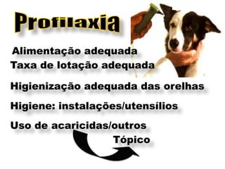Alimentação adequada
Taxa de lotação adequada

Higienização adequada das orelhas
Higiene: instalações/utensílios
Uso de acaricidas/outros
                  Tópico
 