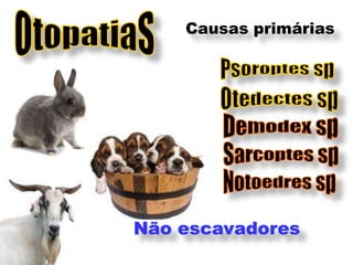 Causas primárias




Não escavadores
 