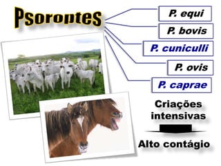 P. equi
     P. bovis
  P. cuniculli
       P. ovis
   P. caprae
   Criações
  intensivas

Alto contágio
 