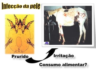 Prurido        Irritação

          Consumo alimentar?
 