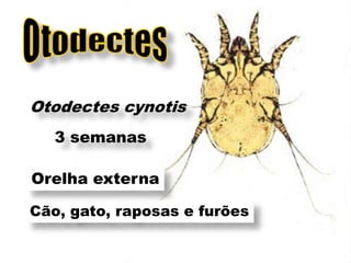 Otodectes cynotis
   3 semanas

Orelha externa

Cão, gato, raposas e furões
 