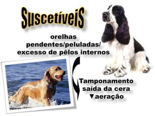 orelhas
  pendentes/peluladas/
excesso de pêlos internos



                Tamponamento
                 saída da cera
                   ▼aeração
 