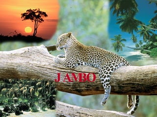 JAMBO 