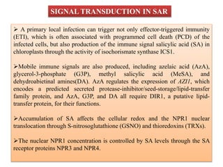  A primary local infection can trigger not only effector-triggered immunity
(ETI), which is often associated with programmed cell death (PCD) of the
infected cells, but also production of the immune signal salicylic acid (SA) in
chloroplasts through the activity of isochorismate synthase ICS1.
Mobile immune signals are also produced, including azelaic acid (AzA),
glycerol-3-phosphate (G3P), methyl salicylic acid (MeSA), and
dehydroabietinal amines(DA). AzA regulates the expression of AZI1, which
encodes a predicted secreted protease-inhibitor/seed-storage/lipid-transfer
family protein, and AzA, G3P, and DA all require DIR1, a putative lipid-
transfer protein, for their functions.
Accumulation of SA affects the cellular redox and the NPR1 nuclear
translocation through S-nitrosoglutathione (GSNO) and thioredoxins (TRXs).
The nuclear NPR1 concentration is controlled by SA levels through the SA
receptor proteins NPR3 and NPR4.
SIGNAL TRANSDUCTION IN SAR
 