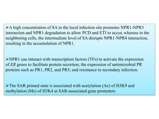 A high concentration of SA in the local infection site promotes NPR1-NPR3
interaction and NPR1 degradation to allow PCD and ETI to occur, whereas in the
neighboring cells, the intermediate level of SA disrupts NPR1-NPR4 interaction,
resulting in the accumulation of NPR1.
NPR1 can interact with transcription factors (TFs) to activate the expression
of ER genes to facilitate protein secretion; the expression of antimicrobial PR
proteins such as PR1, PR2, and PR5; and resistance to secondary infection.
The SAR primed state is associated with acetylation (Ac) of H3K9 and
methylation (Me) of H3K4 at SAR-associated gene promoters
 