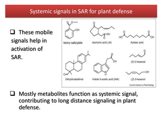Systemic signals in SAR for plant defense
 These mobile
signals help in
activation of
SAR.
 Mostly metabolites function as systemic signal,
contributing to long distance signaling in plant
defense.
 