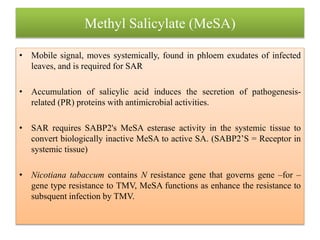 Methyl Salicylate (MeSA)
• Mobile signal, moves systemically, found in phloem exudates of infected
leaves, and is required for SAR
• Accumulation of salicylic acid induces the secretion of pathogenesis-
related (PR) proteins with antimicrobial activities.
• SAR requires SABP2's MeSA esterase activity in the systemic tissue to
convert biologically inactive MeSA to active SA. (SABP2’S = Receptor in
systemic tissue)
• Nicotiana tabaccum contains N resistance gene that governs gene –for –
gene type resistance to TMV, MeSA functions as enhance the resistance to
subsquent infection by TMV.
 
