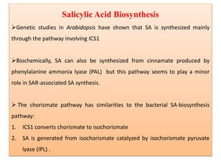 Salicylic Acid Biosynthesis
Genetic studies in Arabidopsis have shown that SA is synthesized mainly
through the pathway involving ICS1
Biochemically, SA can also be synthesized from cinnamate produced by
phenylalanine ammonia lyase (PAL) but this pathway seems to play a minor
role in SAR-associated SA synthesis.
 The chorismate pathway has similarities to the bacterial SA-biosynthesis
pathway:
1. ICS1 converts chorismate to isochorismate
2. SA is generated from isochorismate catalyzed by isochorismate pyruvate
lyase (IPL) .
 