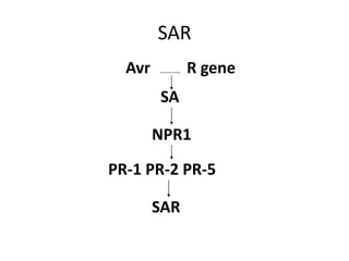 Avr R gene
SA
NPR1
PR-1 PR-2 PR-5
SAR
SAR
 