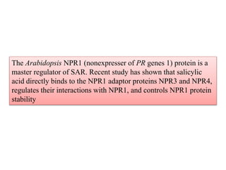The Arabidopsis NPR1 (nonexpresser of PR genes 1) protein is a
master regulator of SAR. Recent study has shown that salicylic
acid directly binds to the NPR1 adaptor proteins NPR3 and NPR4,
regulates their interactions with NPR1, and controls NPR1 protein
stability
 