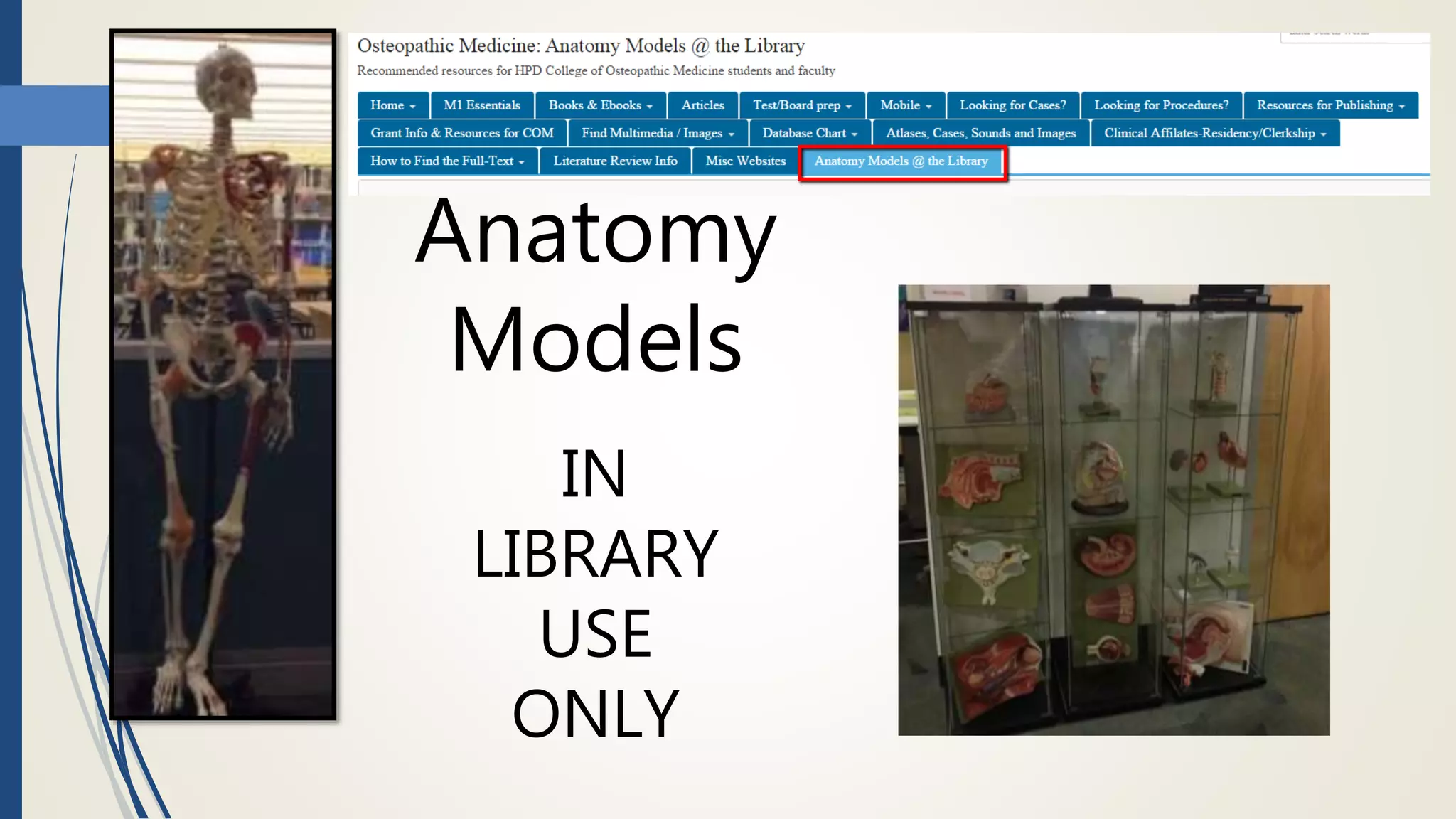 Anatomy
Models
IN
LIBRARY
USE
ONLY
 